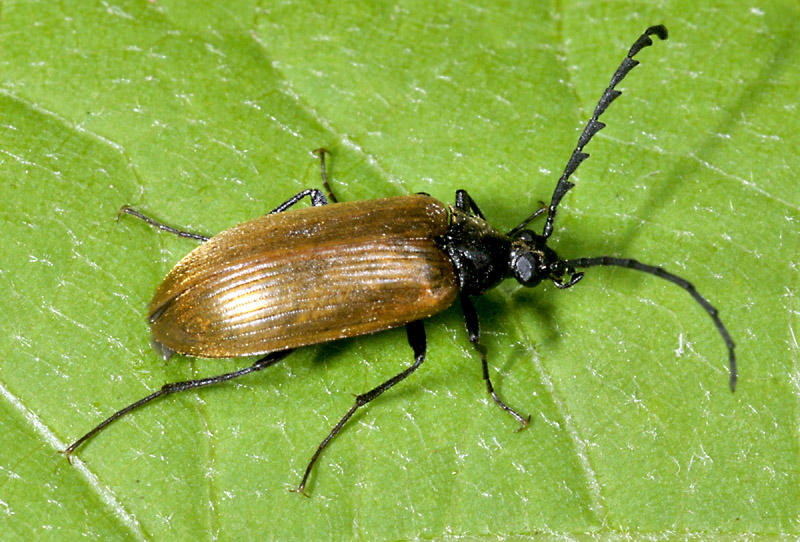 Tenebrionidae Alleculinae: Pseudocistela ceramboides